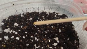 СЕЮ ТОМАТЫ НА РАННИЙ УРОЖАЙ//БАЛКОННОЕ ЧУДО🍅