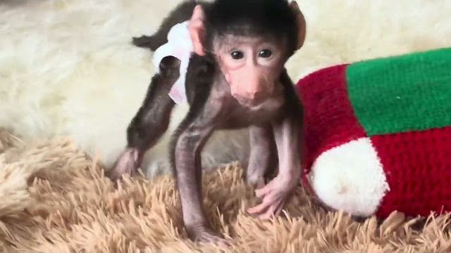 Ночь не спали и Николь пытается мной манипулировать, чтобы я взяла ее на ручки😂 смотреть онлайн