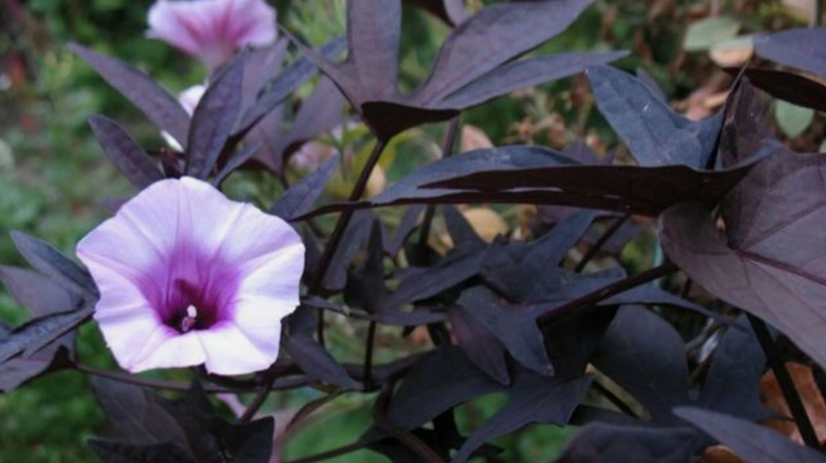 Ипомея батат. Черенкование и посадка. смотреть онлайн