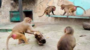 Команда ДОМОЙ - Люся, Маня и Степа идут на ночлег! Люся заигрывает со Степой, некуда свою мощь деть!