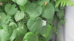 Русская народная песня Со вьюном я хожу.