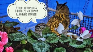 В Совиный Дол пришёл тайфун Фрэнсис и всё завалил! У сыча Лучика холодильник замёрз!