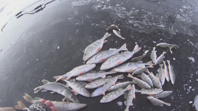 ЗИМНЯЯ РЫБАЛКА. ПЕРВЫЙ ЛЕД. смотреть онлайн