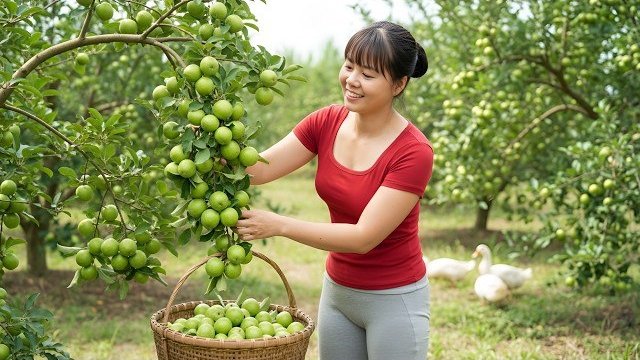 Сбор урожая сладких зеленых яблок для продажи. Уход за утками и свиньями на ферме. Фуонг. Вьетнам