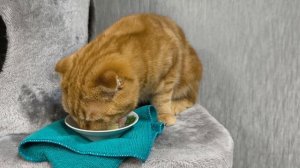 ленивая рыжуля