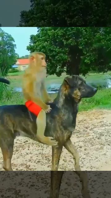 🙏просим вас поддержать “лайками👍„  “репостами↪️„ 
и “комментариями💬„❕