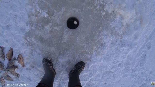 Рыбалка на хапуги! Данилу снова фартит!