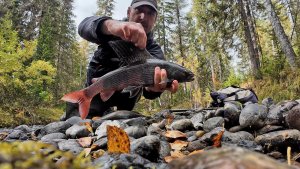 Охота за РЕЧНЫМ ПАРУСНИКОМ. ХАРИУС таежной реки.