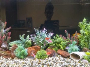 топ аквариумных рыбок 🐟