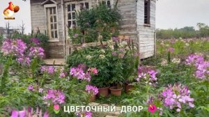 Цветы на участке и во дворе как красиво посадить фото идеи для вдохновения (222)