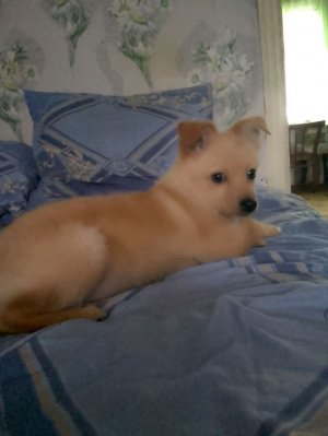 готовим драники