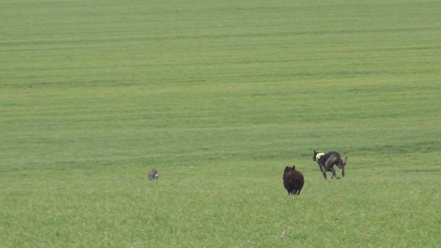 Охота на зайца с собаками сезон 2025-2026г (32 часть)