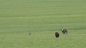 Охота на зайца с собаками сезон 2025-2026г (32 часть)