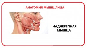 Надчерепная мышца пособие для обучения массажу.