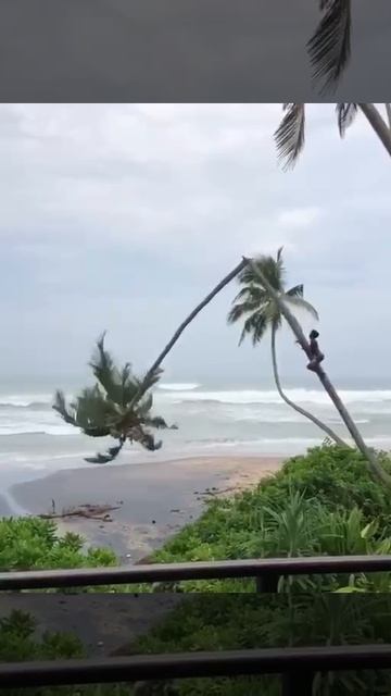 Маугли уже не тот