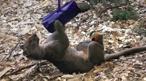 Фосса Лафи, как акробатка, играет одновременно передними и задними лапами с двумя предметами.