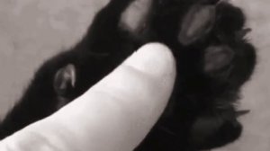 Ну типо мафаши?