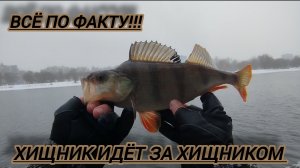 ДЖИГ🎣ДЖИГ-РИГ РЫБАЛКА НА СИЛИКОН/ЛОВ ОКУНЯ СУДАКА НА СПИННИНГ