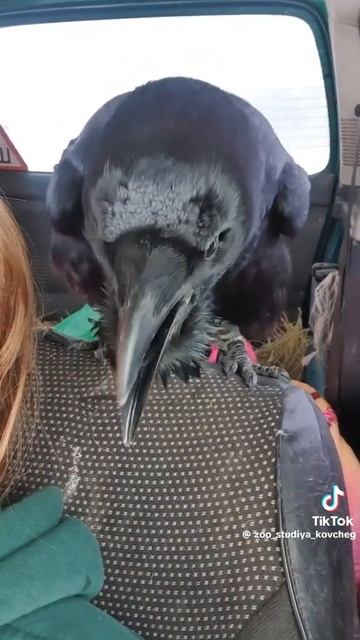 Ворон говорящий