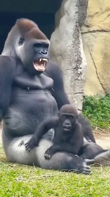 #shorts семья смотреть онлайн