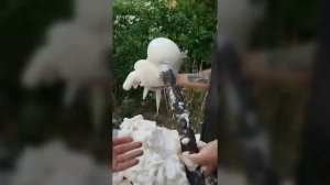 Как предотвратить усадочные трещины в ПЕНОБЕТОНЕ?🏠 (Часть 11)