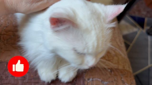 Моя Милочка ❤️ | С любовью о животных | #мирувлечений