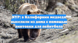 NYP: В Калифорнии огромного медведя выгнали из подвала дома спустя 37 дней