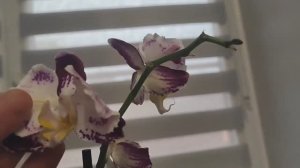 #153 ОрхоVLOG цветоносы- вы откуда_ Кто-куда🤪.