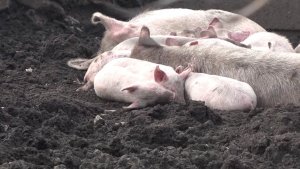 ДАЧНИК СНТ “ЯНТАРЬ” УСТРОИЛ НА УЧАСТКАХ НЕЗАКОННУЮ СВИНОФЕРМУ