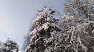 Наши любимые лыжные прогулки на лыжах по зимнему лесу. Морозно. Тихо. Следы зайчика. 🐰  Карелия ❤️