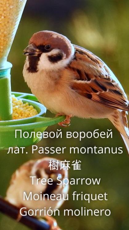 воробей полевой смотреть онлайн