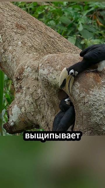 Почему эта птица стреляет помётом из дерева_