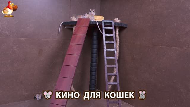 Видео для кошек про крысок развлекать питомцев 🐭🐀😂 (424)