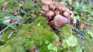 Опята пошли. Мне хватит.