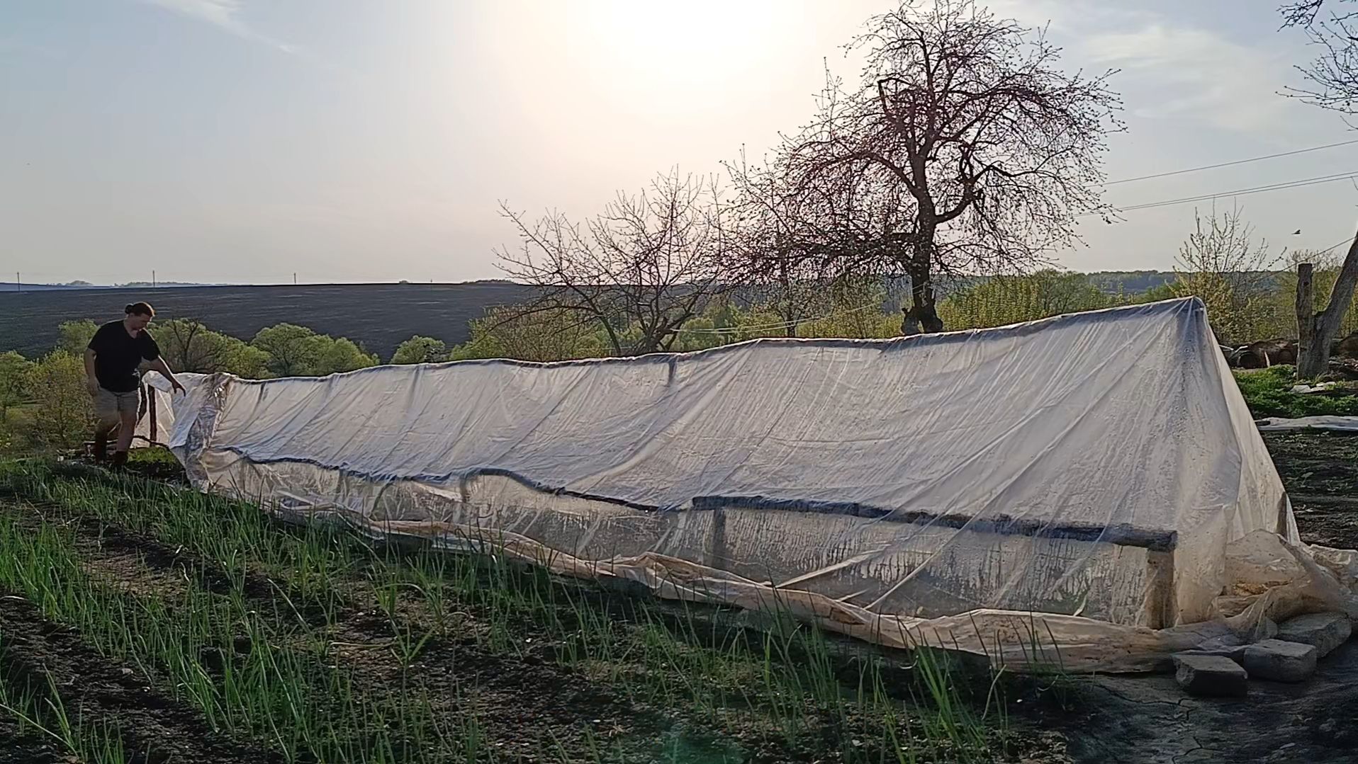 Как посадить саженцы фруктовых деревьев. Моя рассада в бесплатной мини теплицы на конец Апреля. смотреть онлайн