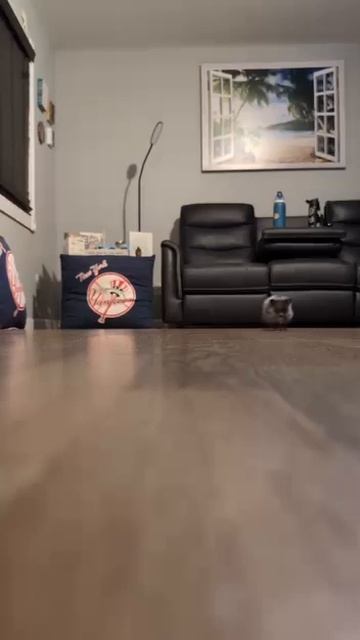 Ёжик пробежал