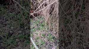 охота на фазана  с пнивматической винтовкой BLACK STRIKE B009