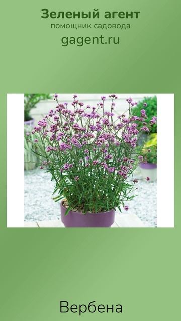 Вербена — Зеленый Агент