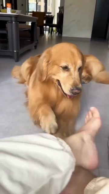 Собакены очень смешно копируют своих хозяев