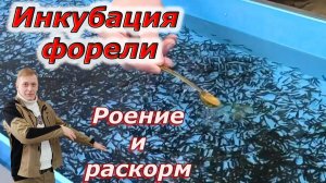 Инкубация форели. 3 неделя. Роение и раскорм.
