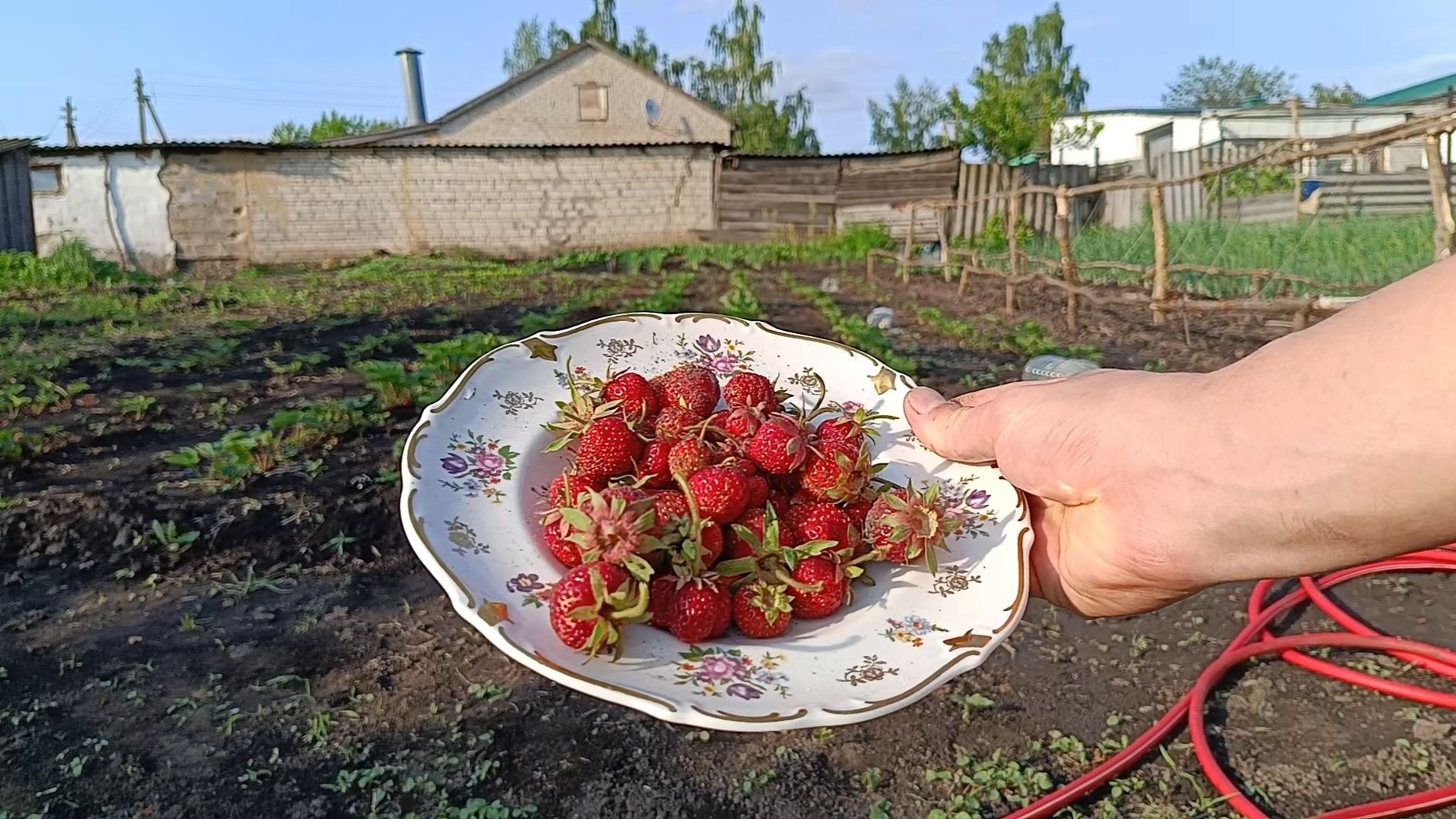 Выращиваю клубнику: от посадки плохой рассады до сбора клубники смотреть онлайн