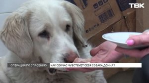 Как красноярцы спасали собаку с застрявшей в пасти консервной банкой