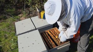 1000098737.mp4 6 января пчелке несут пыльцу