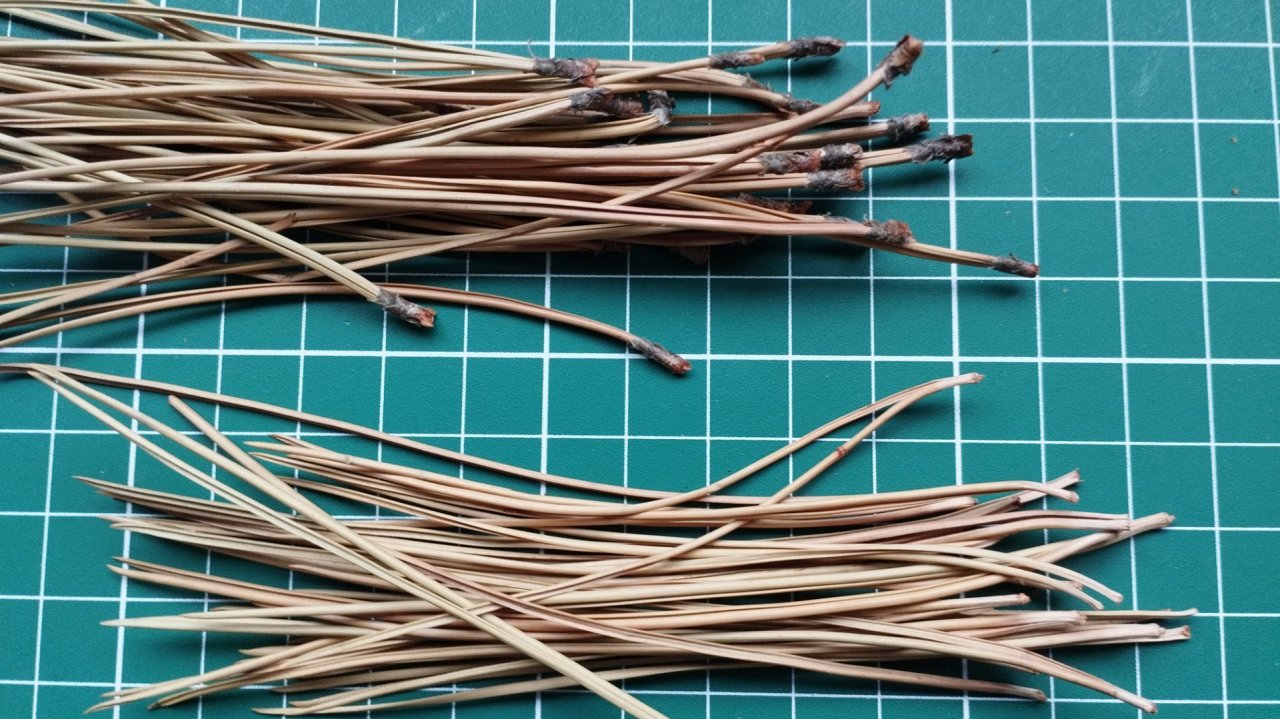 Сосновая игла. Сухая чистка - 1 этап подготовки к плетению смотреть онлайн