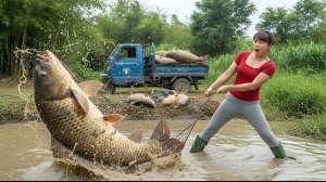 Поймала сетью гигантскую рыбу. Везу на грузовике рыбу на местный рынок продавать. Фуонг. Вьетнам