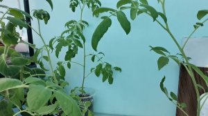 Никудышний с меня оператор! Эксперименты с томатом./паузу с 5.30 до 6.30.прокручивайте