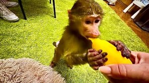 Анфиса пришла и взяла сразу все в свои лапы! Вообщем ДОСТАЛА ВСЕХ😀😀😀