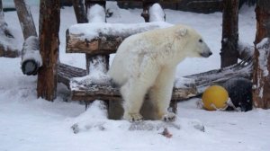 Медвежонок Стрелка решила доесть рыбу, застряв между ступеньками. Видимо, так рыба будет вкуснее.