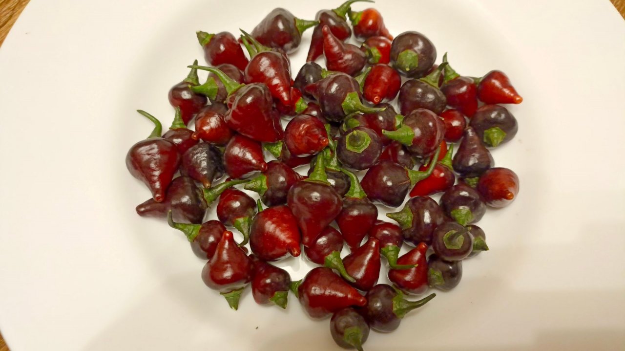 Перец Biquinho  Black (Бекиньо черный) — выращивание в 20 литровом ведре 2025г.