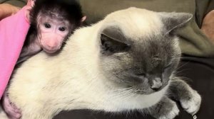 Кот Басик и обезьянка Николь ДРУЗЬЯ НАВЕКИ😘😘😘